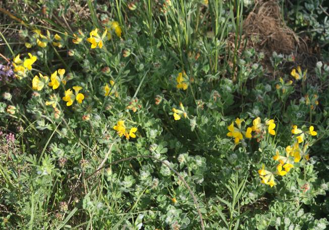 Lotus corniculatus?